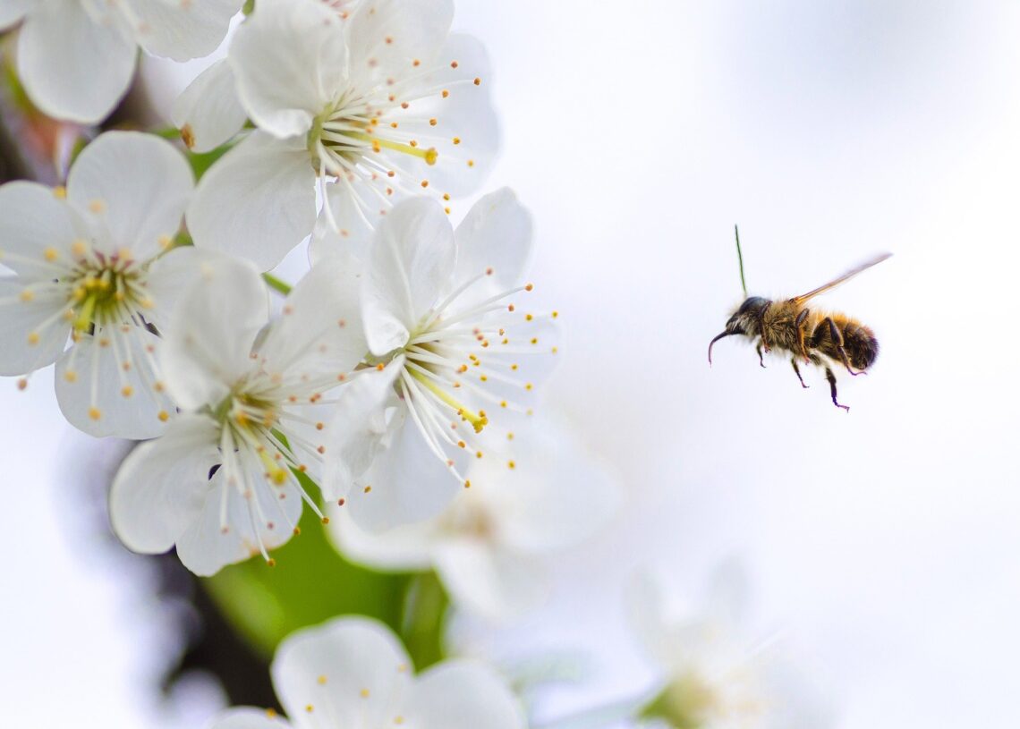 Estudos recentes indicam que abelhas podem fazer manobras para desviar de obstáculos complexos. (Imagem de Goumbik por Pixabay)