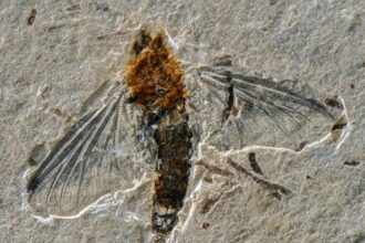 fossil de inseto