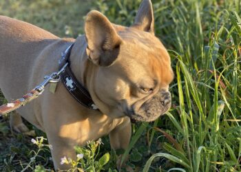 O hábito dos cães de comer grama pode indicar problemas de saúde mas também pode ser parte normal da alimentação do seu cãozinho. (Imagem de Mylene2401 por Pixabay)