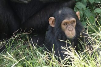 Última fêmea fértil dos macacos de Guiné deu à luz