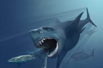 megalodon