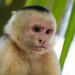 No dia 09 de abril de 2019 pesquisadores observaram comportamento canibaal em uma população de macacos capuchinhos da Costa Rica. (Imagem de Domenic Hoffmann por Pixabay)