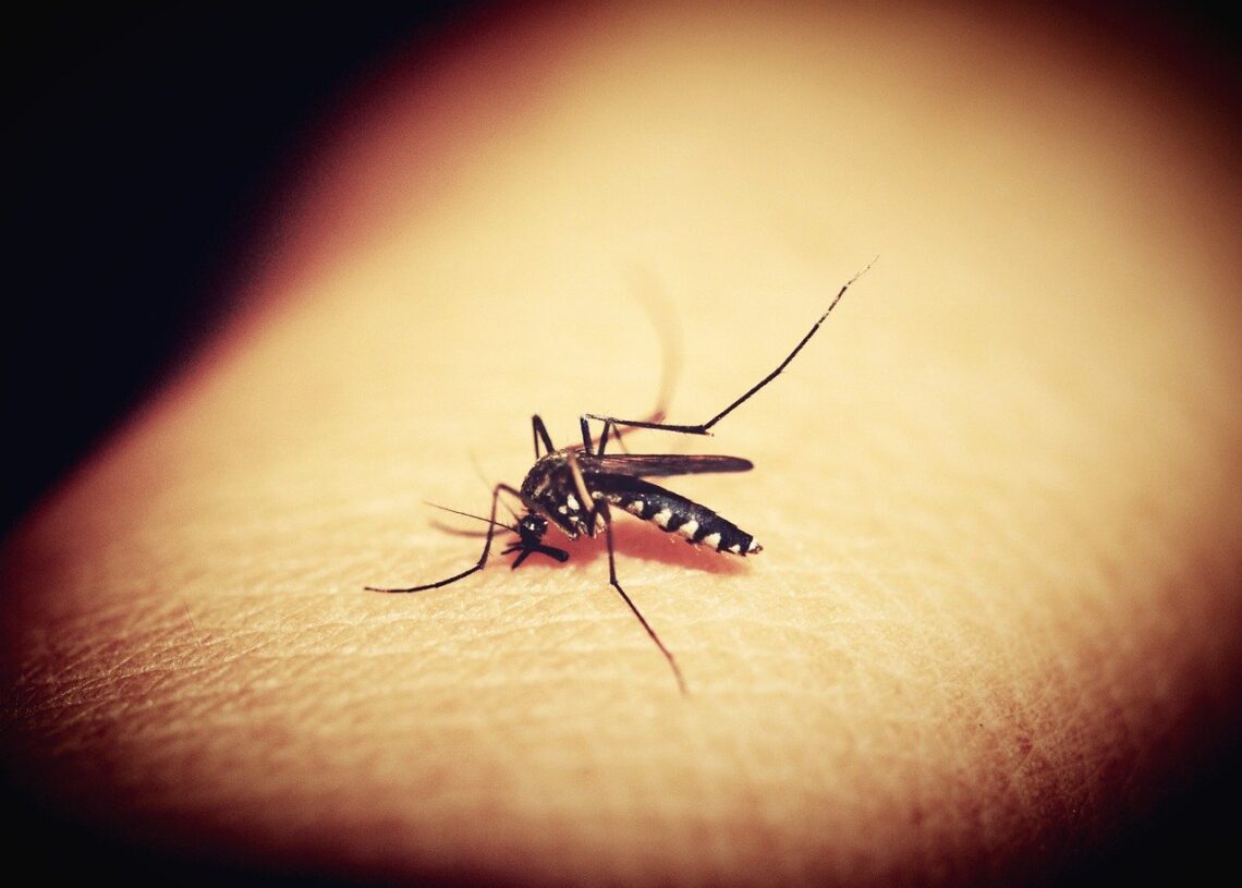 Transmissão da malária
