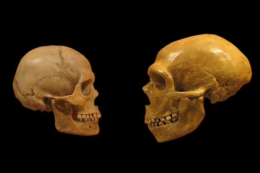 neanderthalhumanskulls