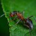 Formigas utilizam seus ácidos