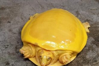 tartaruga amarela 1