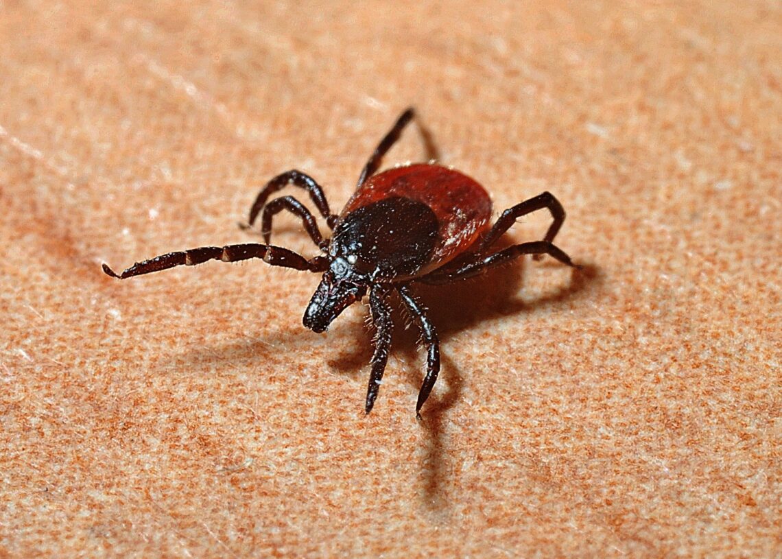 Os carrapatos podem ser vetores de doenças tão perigosos quanto os mosquitos. (Imagem de Jerzy Górecki por Pixabay)