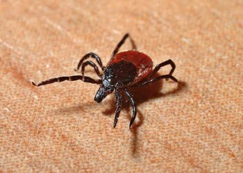 Os carrapatos podem ser vetores de doenças tão perigosos quanto os mosquitos. (Imagem de Jerzy Górecki por Pixabay)