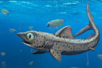 tubarão pré-histórico Ferromirum oukherbouch