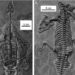 Cientistas chineses descobriram uma nova espécie de nothossauro em miniatura. (Imagem por Qing-Hua Shang, Xiao-Chun Wu and Chun Li / Journal of Vertebrate Paleontology (Qing-Hua Shang, Xiao-Chun Wu and Chun Li / Journal of Vertebrate Paleontology)
