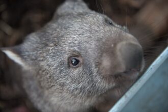 wombats 2365429 1920