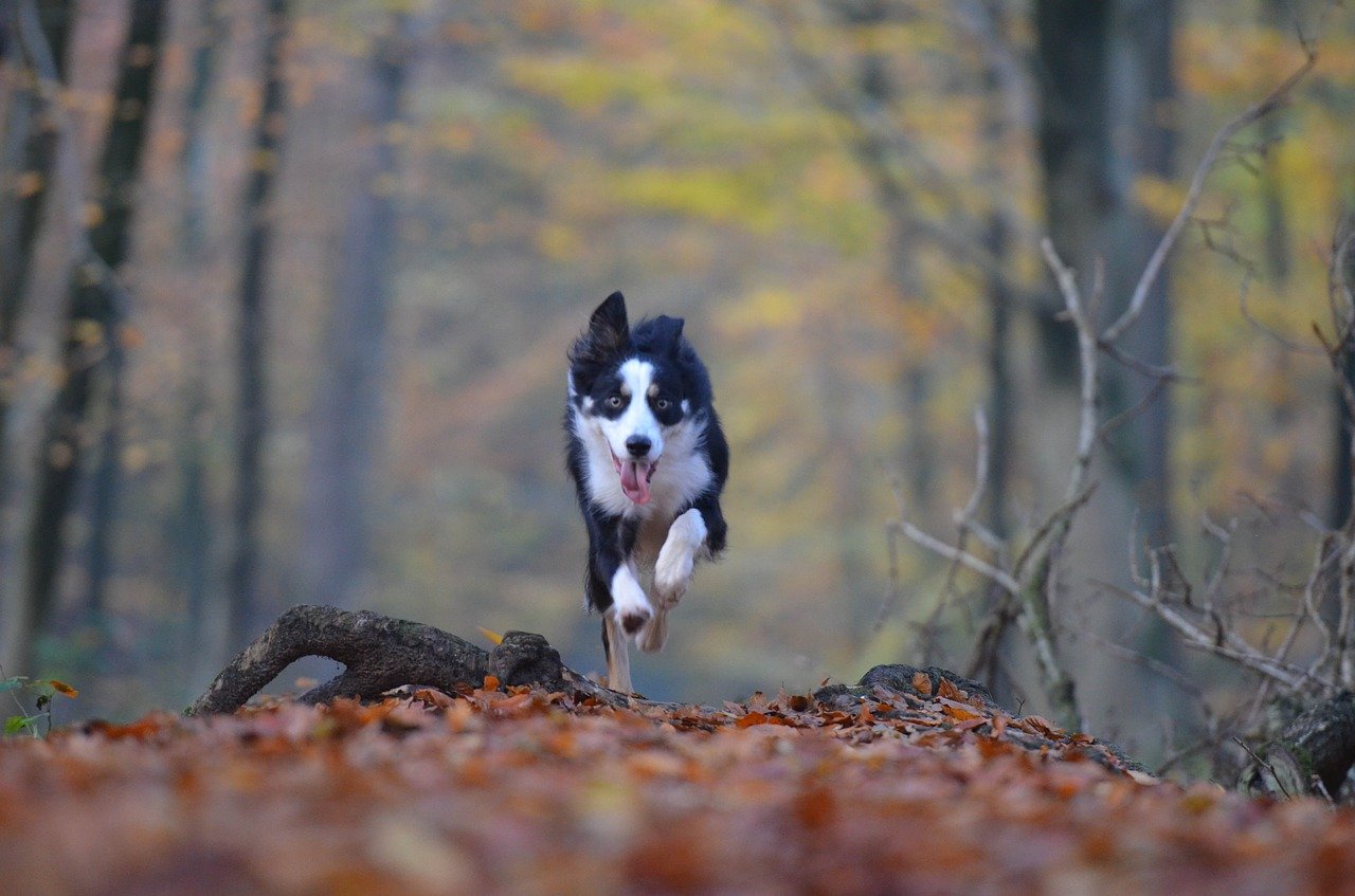 5 VANTAGENS e DESVANTAGENS de adotar um BORDER COLLIE 🐶✓ 