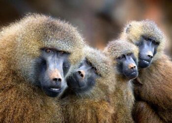 babuinos e a sua comunicação