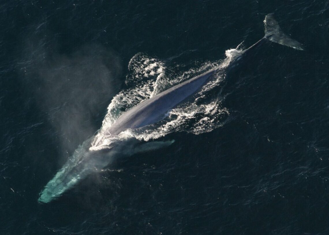 Pesquisadores identificaram o canto de uma nova população de baleias-azuis no Oceano Índico. (Imagem de janeb13 por Pixabay)