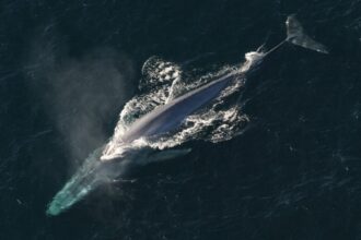 blue whale 1198719 1920 scaled