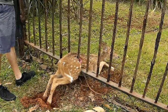 como as cercas afetam a vida selvagem