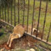 como as cercas afetam a vida selvagem