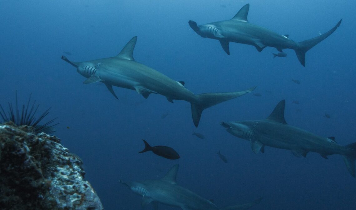 Reveja neste post as descobertas marcantes de 2020 relacionadas a diversas espécies de tubarões. (Imagem de baechi por Pixabay)