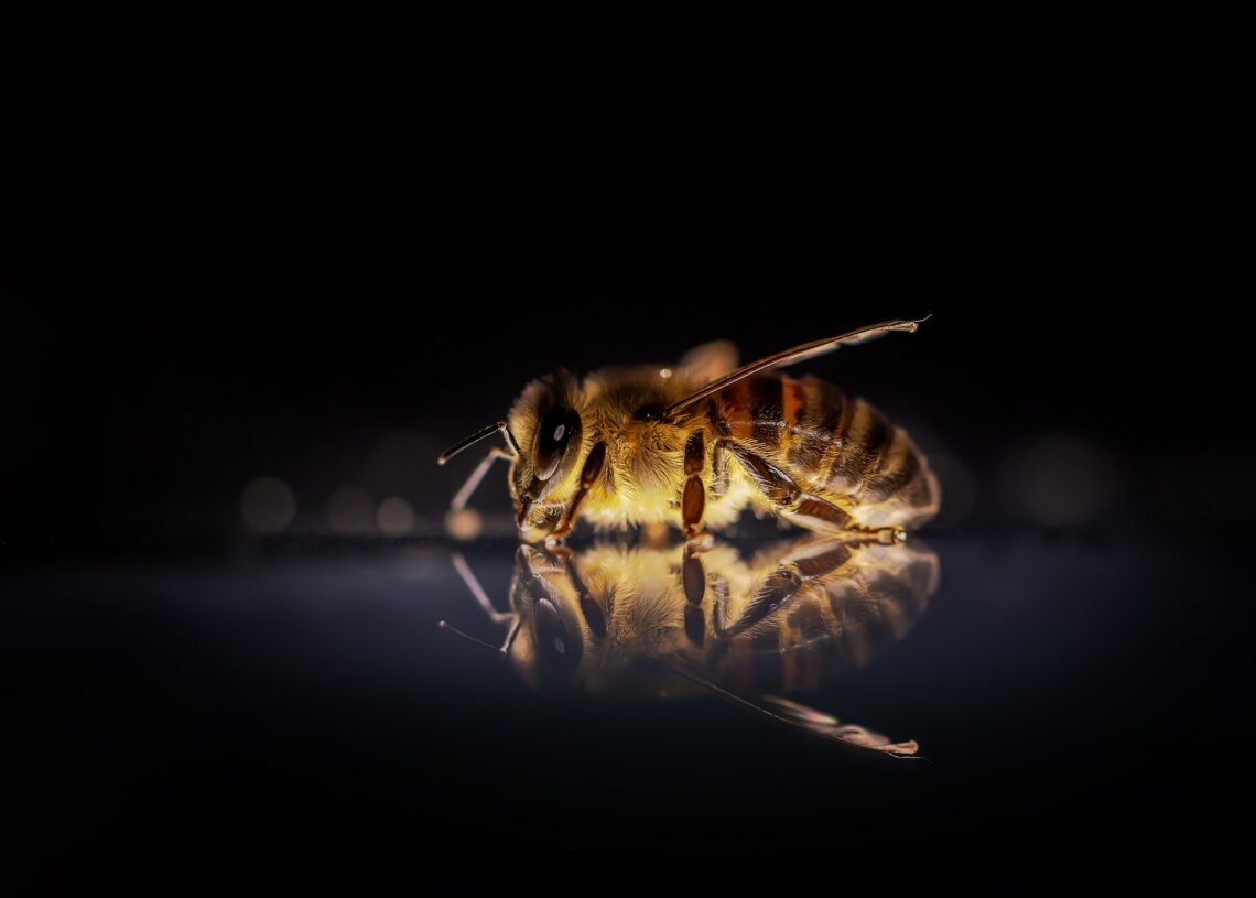 Pesquisadores observaram o primeiro caso de abelhas usando ferramentas - um pouco nojentas - para defender seus ninhos. (Imagem de David Hablützel por Pixabay)