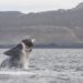 Dois filhotes da espécie de baleia mais ameaçada do mundo foram observadas na costa dos Estados Unidos (Imagem de shomilin por Pixabay)