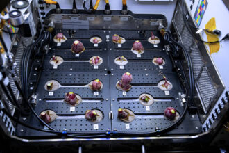 Astronautas comeram os rabanetes que foram cultivados no espaço