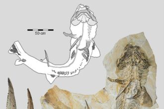 Esqueleto quase completo do tubarão hipodontiforme Asteracanthus