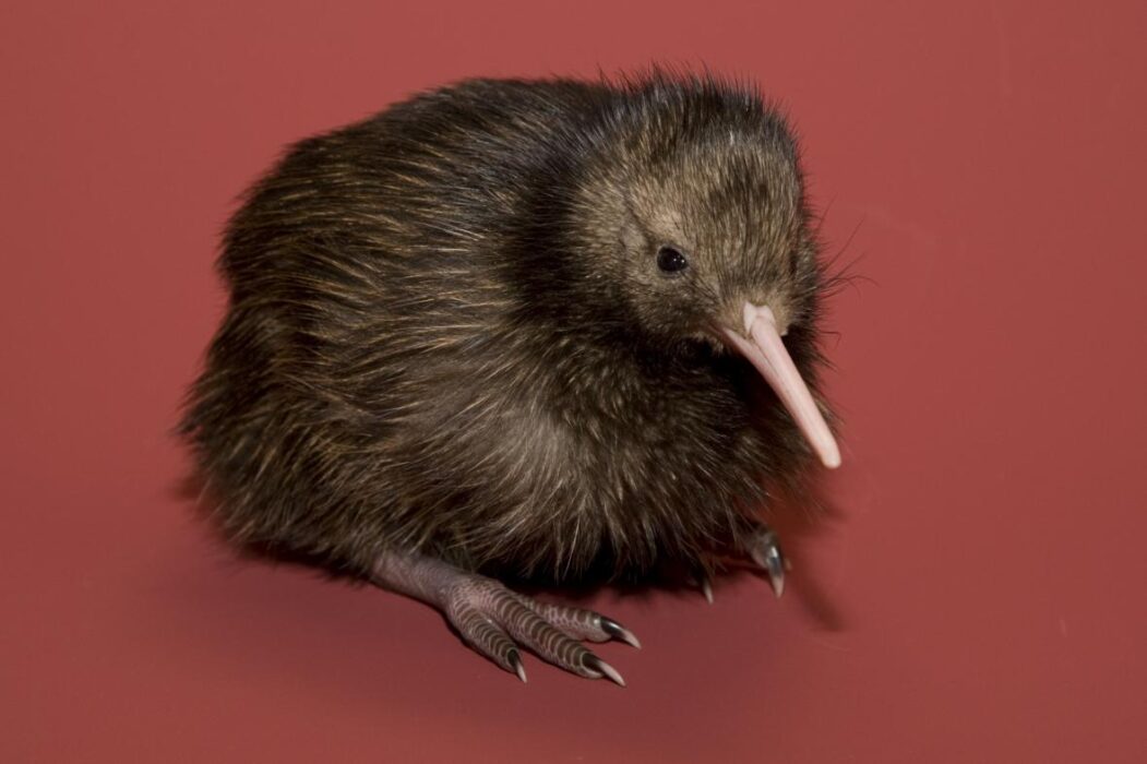 O kiwi tem o ovo mais desproporcional da natureza