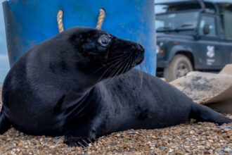 Filhotes de foca melanísticos extremamente raros