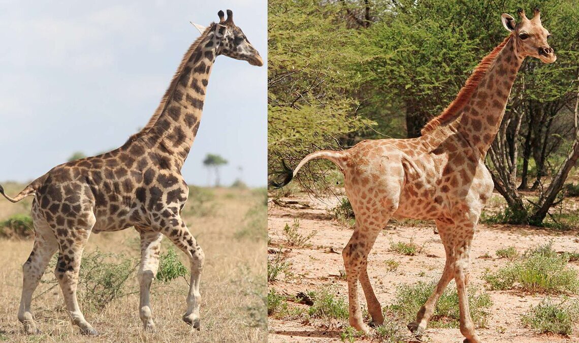Girafas anas 2