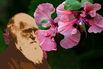 Mistério da Flor de charles darwin