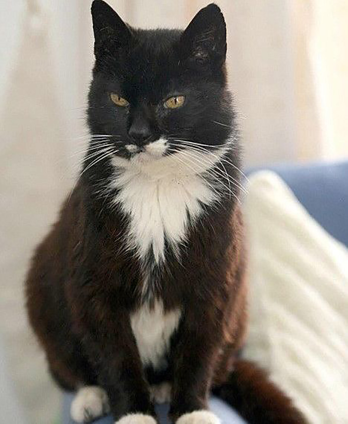 Creme Puff, o gato mais velho do mundo