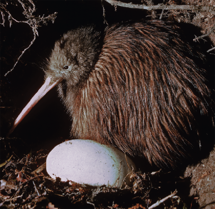 O kiwi tem o ovo mais desproporcional da natureza