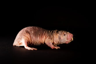 Ratos-toupeira-pelados e seus dialetos variados