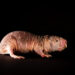 Ratos-toupeira-pelados e seus dialetos variados