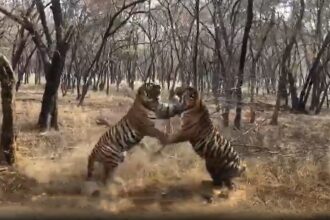 batalha mortal entre dois tigres
