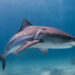 Tubarão-tigre nas Bahamas. Seu nome se dá a essas manchas que possui durante a juventude. Imagem: Wikimedia Commons