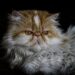 Pesquisas mostram que gatos de cara achatada têm dificuldade em mostrar expressões. Confira: (Imagem de deliabertola por Pixabay)