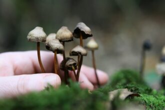 cogumelos mágicos