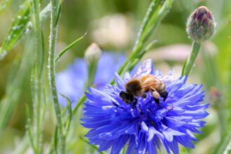 cornflower with bee and pollen pocket