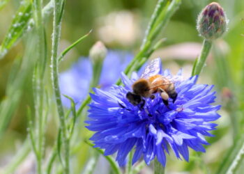 Pesquisa indica que a flor azul, uma das cores mais raras da natureza, pode ser uma criação das abelhas. (Reprodução/Internet)