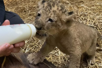 filhote de leão simba