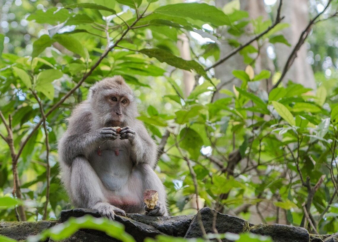 macacos ladrões de Bali