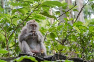 macacos ladrões de Bali