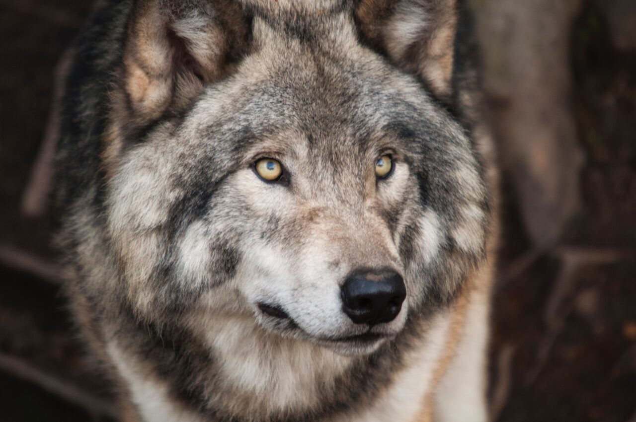 Lobo cinzento e o lobo terrível não estão diretamente relacionados
