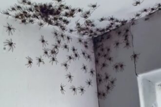 Centenas de aranhas canibais