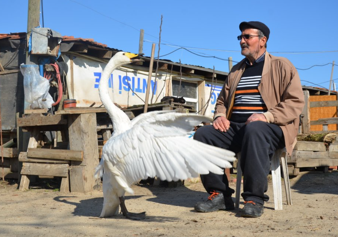 A amizade mostra que os cisnes são capazes de viver por muito mais tempo como pets. (AP/Ergin Yildiz)