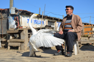 Cisne e carteiro amigos ha 37 anos