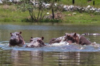 Hipopotamos de pablo escobar