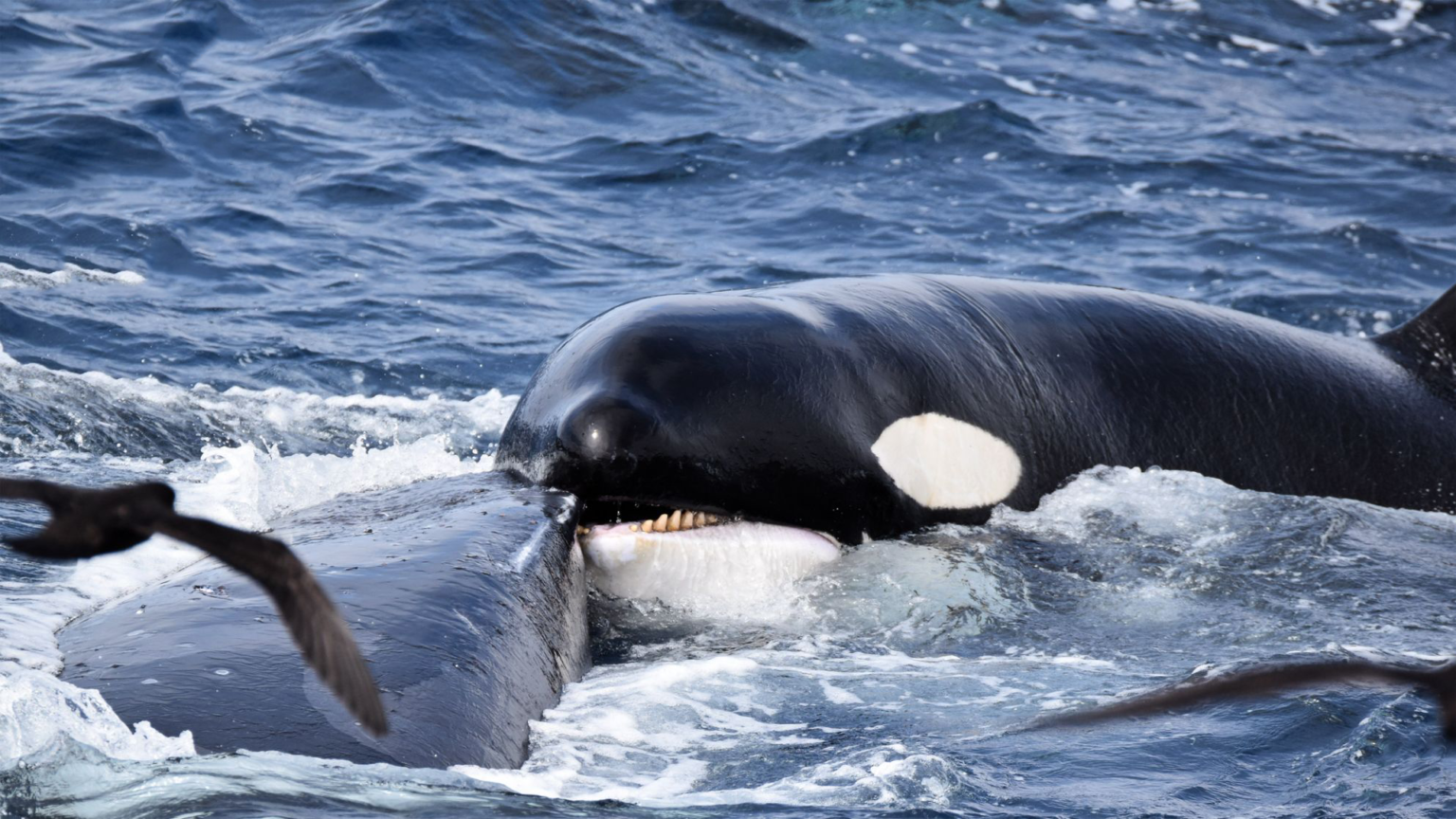 Gangue de orcas atacou uma baleia-jubarte por 4 horas seguidas; vídeo