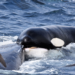 Uma das orcas atacando a baleia-jubarte. (Whale Watch Western Australia)